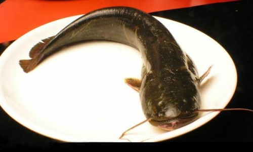 猴耳环消炎颗粒不可以和什么药一起吃-猴耳环消炎胶囊 消炎灵网- 猴耳环消炎片知识,分享猴耳环消炎胶囊一次吃几粒
