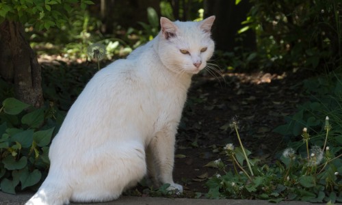 猴耳环消炎片的功效与禁忌-猴耳环消炎胶囊 消炎灵网- 猴耳环消炎片知识,分享猴耳环消炎胶囊一次吃几粒