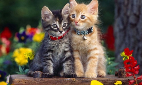 猴耳环消炎颗粒不可以和什么药一起吃-猴耳环消炎胶囊 消炎灵网- 猴耳环消炎片知识,分享猴耳环消炎胶囊一次吃几粒